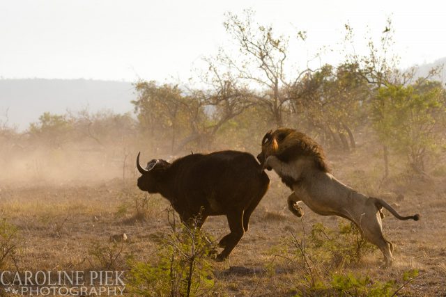 Wildlife safari in Kruger Park Afrika