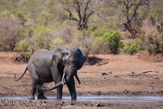 Wildlife safari in Kruger Park Afrika