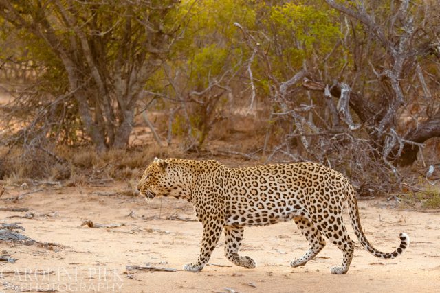 Wildlife safari in Kruger Park Afrika