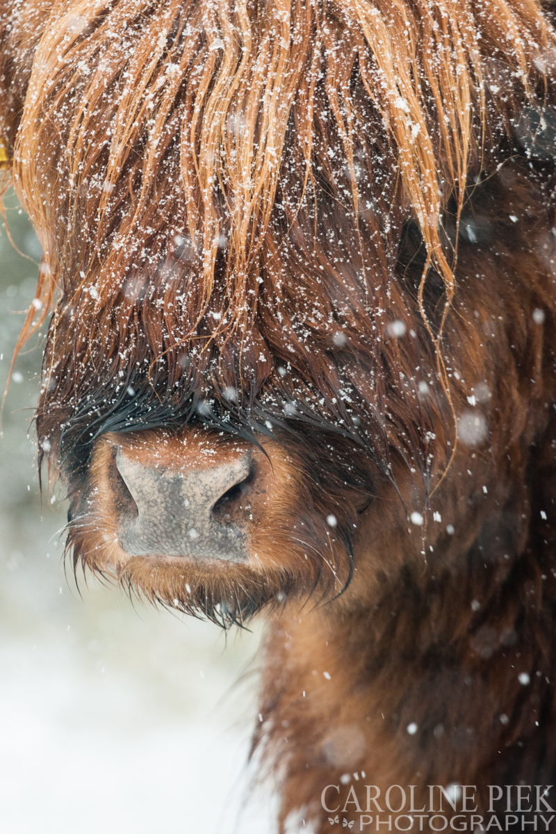 Workshop dierenfotografie