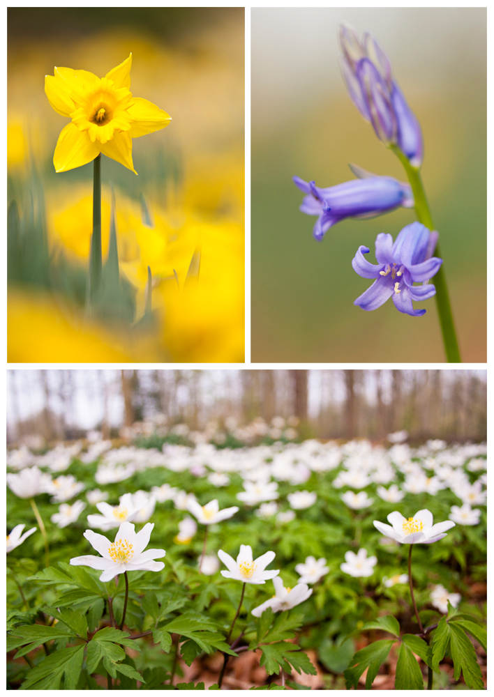 Natuurfoto workshop 'Laatbloeiers fotograferen'