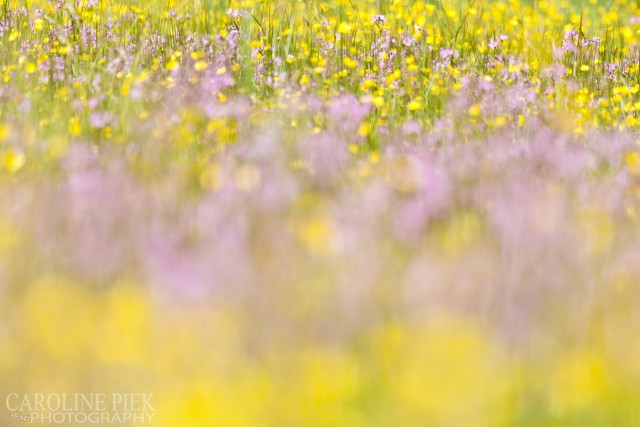 bloemen in heemtuin van IVN Nieuwkoop