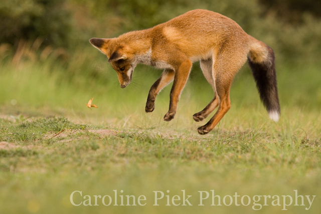 Zoogdieren fotografie van een vosjes