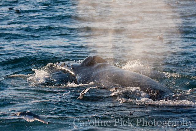 Humpback whale (Megaptera novaeangliae)