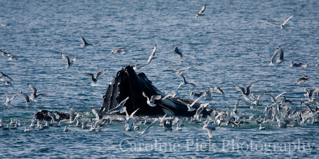 Humpback whale (Megaptera novaeangliae) breaching surface at Svalbard.