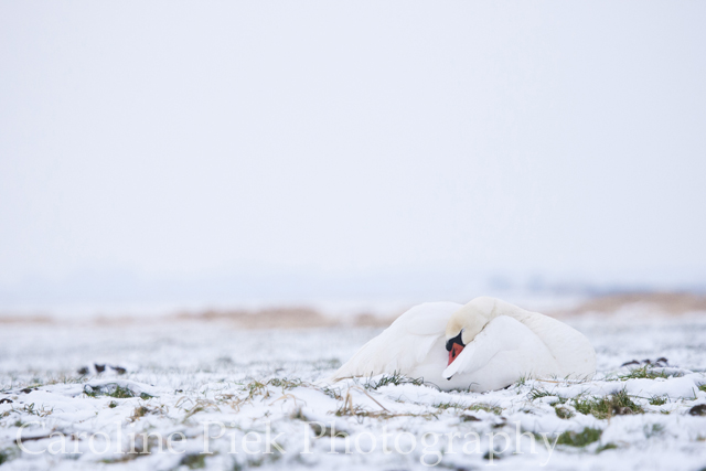 Resting Mute Swan (Cygnus olor) in snow covered field