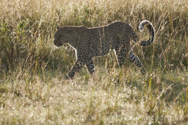 Luipaard (Panthera Pardus) in tegenlicht loopt door het gras