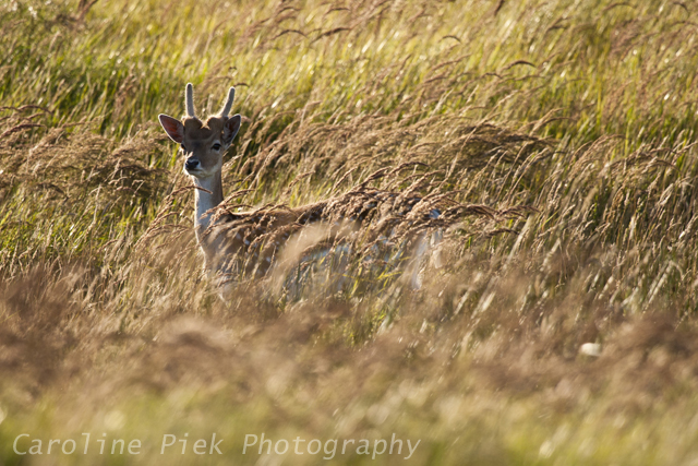 Fallow Deer (Dama dama) buck standing in grassland