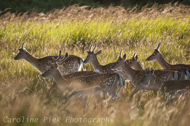 Fallow Deer (Dama dama) buck walking in grassland