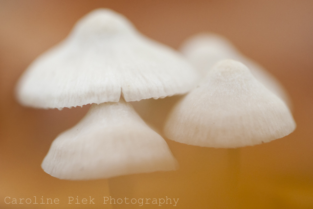 Natuurfoto Workshop paddenstoelen fotograferen