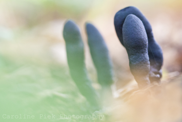 natuurfotografie Workshop paddenstoelen fotograferen