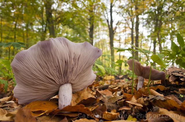 Natuurfoto Workshop paddenstoelen fotograferen