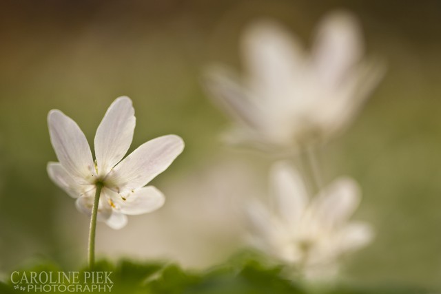 fotoworkshop creatieve bloemenfotografie