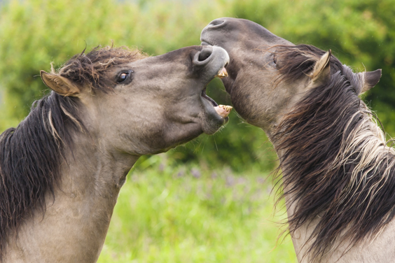 fotografieworkshop konikpaarden en schotse hooglanders in lentevreugd