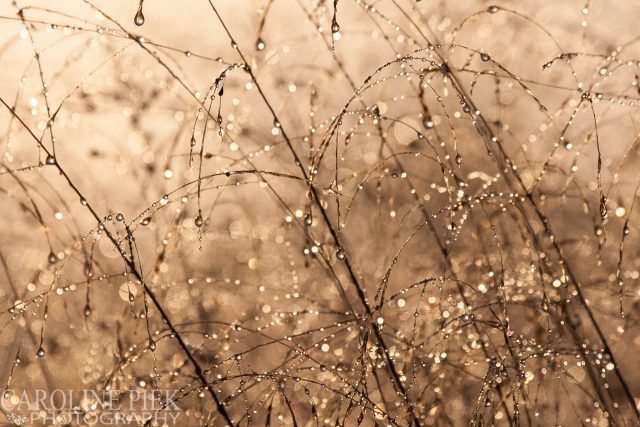 Fotografieworkshop herfst in de vlinderhof