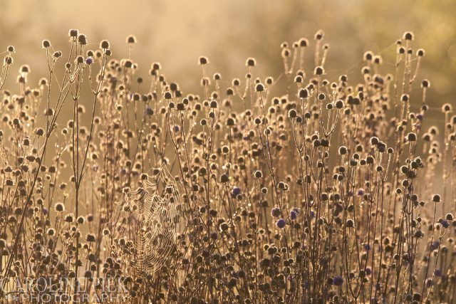 Fotografieworkshop herfst in de vlinderhof