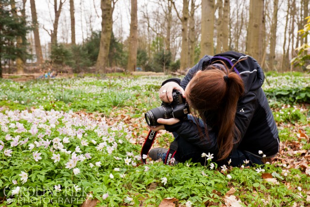 fotoworkshop bosanemonen