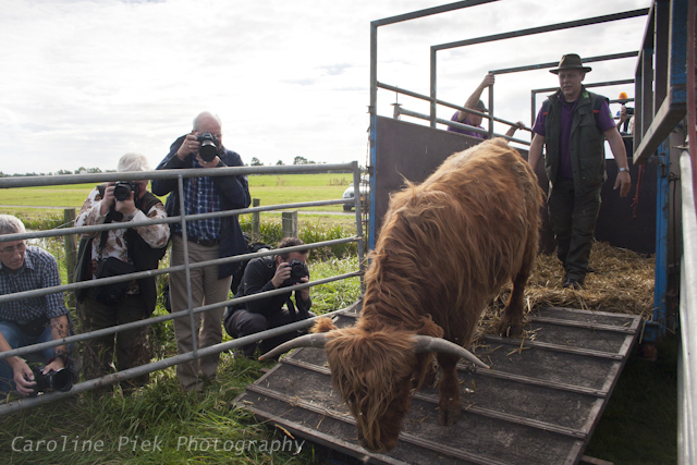 Staatsbosbeheer laat Schotse Hooglanders los