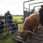 Staatsbosbeheer laat Schotse Hooglanders vrij in Zaans Rietveld