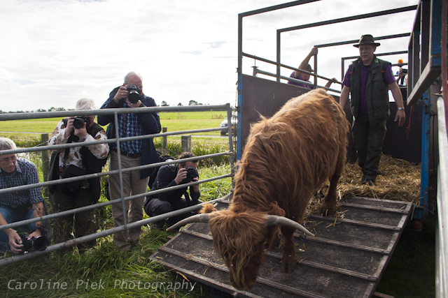 Staatsbosbeheer laat Schotse Hooglanders vrij in Zaans Rietveld