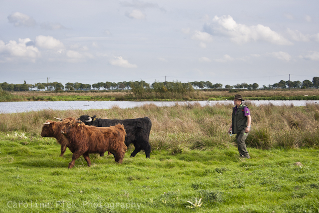 Boswachter met Schotse Hooglanders in Zaans Rietveld