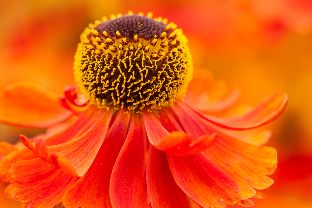 mini workshop tuinfotografie tijdens heerlijk beurs bij plantentuin esveld