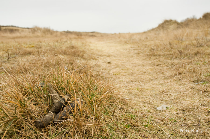 Poep van vos in de Amsterdamse waterleidingduinen