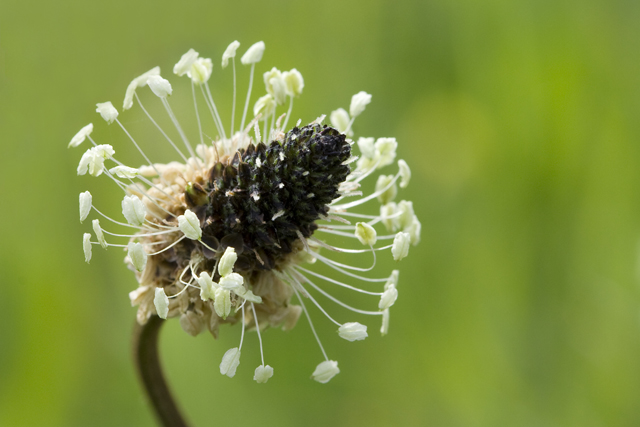 Macro fotografie