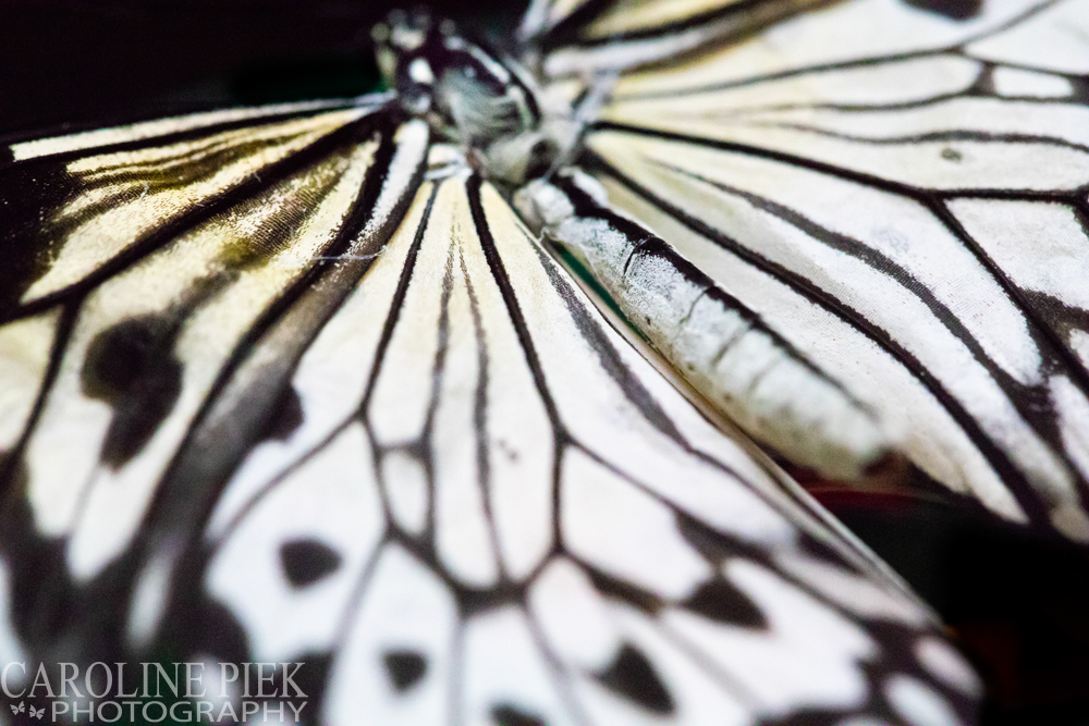 fotoworkshop vlinders aan de vliet